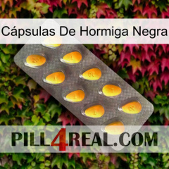 Cápsulas De Hormiga Negra cialis1